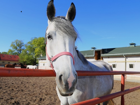 KOMUNIKAT W SPRAWIE COROCZNEJ PRZERWY W WYDAWANIU ZAŚWIADCZEŃ DO PROGRAMU „CZYSTE POWIETRZE” DLA OSÓB POSIADAJĄCYCH GOSPODARSTWO ROLNE.
